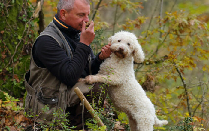 Truffle Hunting in Italy: Where to Find the Best Black and White Truffles